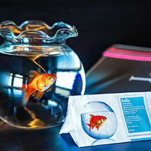 goldfish for single traveller